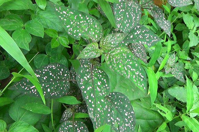 Dlium Polka dot plant (Hypoestes phyllostachya)