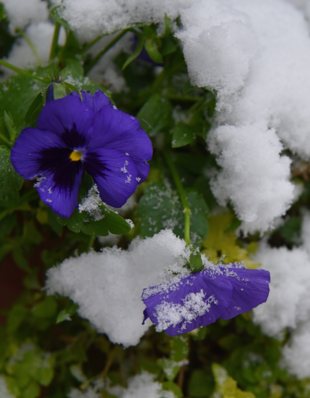 Calamitous Botanicus The Gloomiest Snowfall of All!