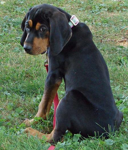 coonhound puppy black