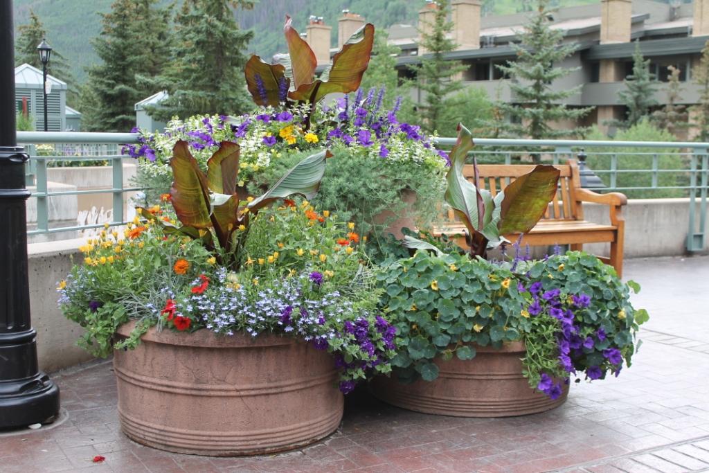 The Flowers of Vail Miss Kopy Kat