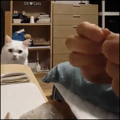 Cute Cat GIF • When your cat sees her favorite doll undergoing surgery [cat-gifs.com]