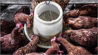 chicken eaten poultry feeds livestocktrend