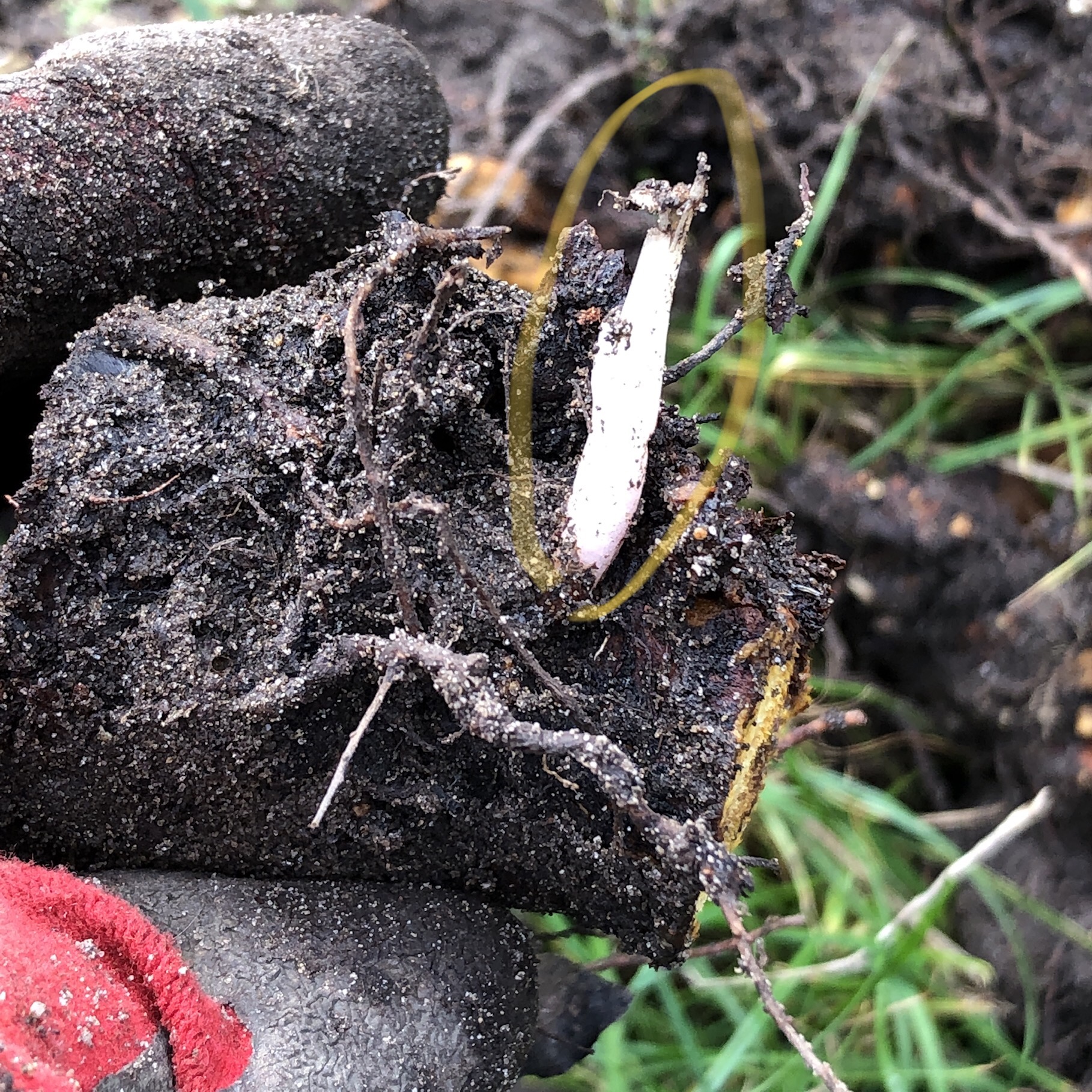 rabarber vermeerderen moestuin najaar