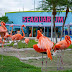 The Dolphin Company da la bienvenida a Miami Seaquarium a su familia de parques