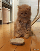 Funny Kitten GIF • Cute Kitty sitting in a funny way swinging looking at his food bowl. "But what is that weird thing?" (ice ball)