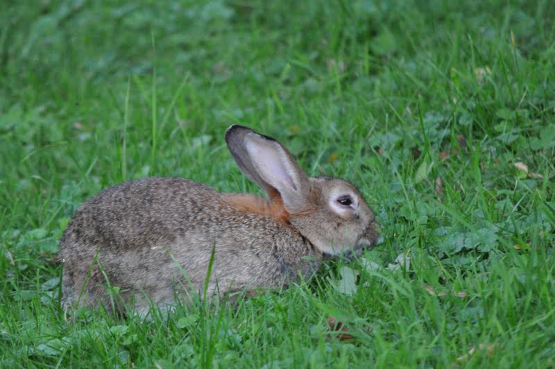 ZOOTOGRAFIANDO (6.100 ANIMALS): CONEJO COMÚN / EUROPEAN RABBIT ...
