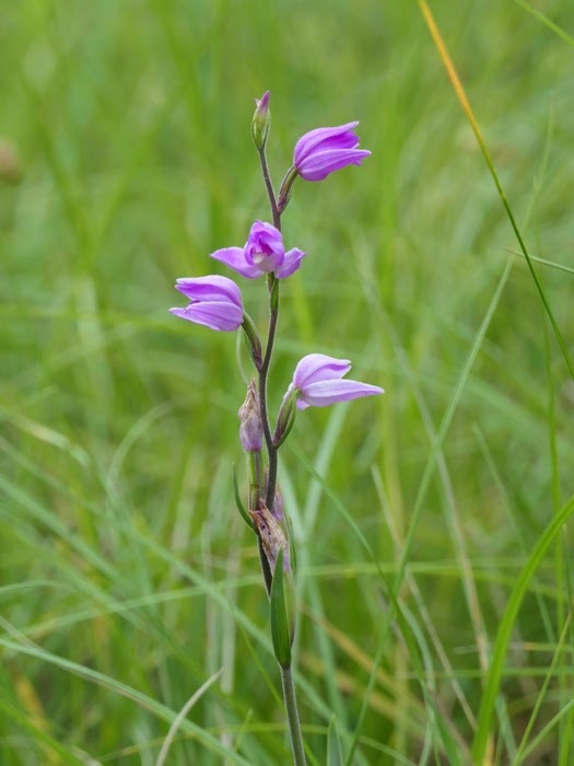 Berliner Brot Schokoladenfee