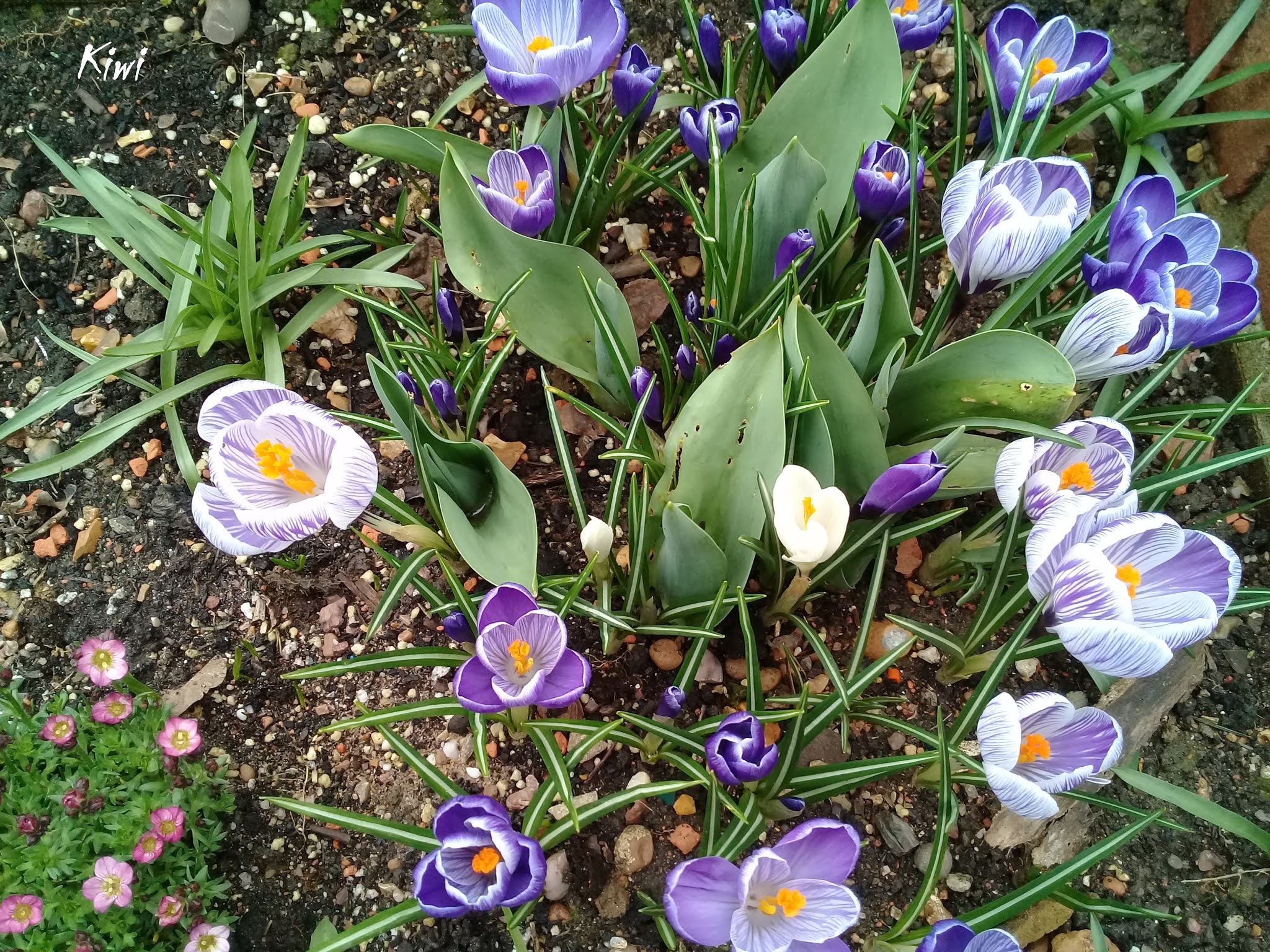 UK Gardening How to make a bulb lasagne