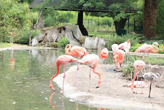 czerwone flamingi