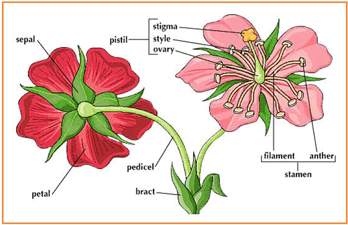  BIOLOGI  GONZAGA IMBIBISI EXPERIMENT