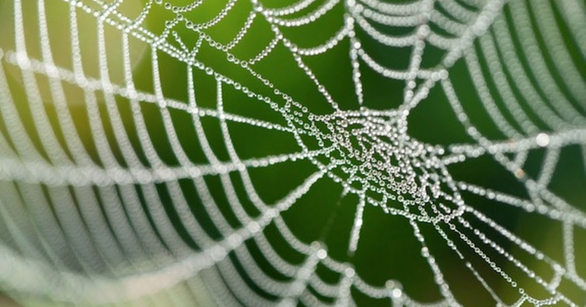 Amazing Artificial Spider Silk FasproTechnologies