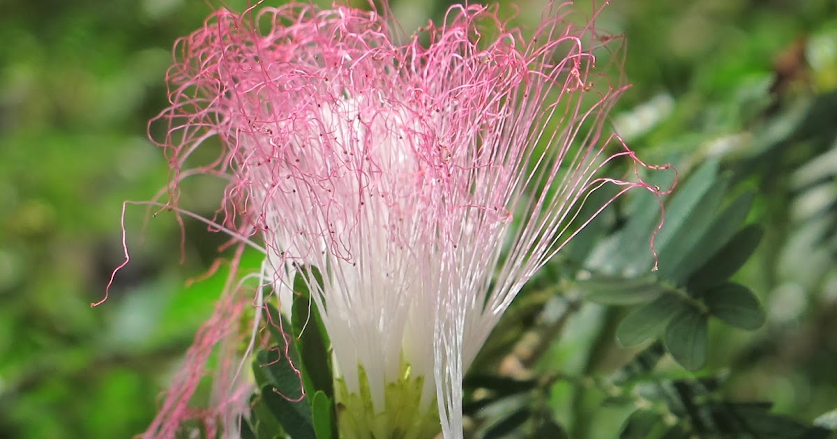 The Flowering plants - Leguminosae - Fabaceae: Fabaceae - Calliandra ...