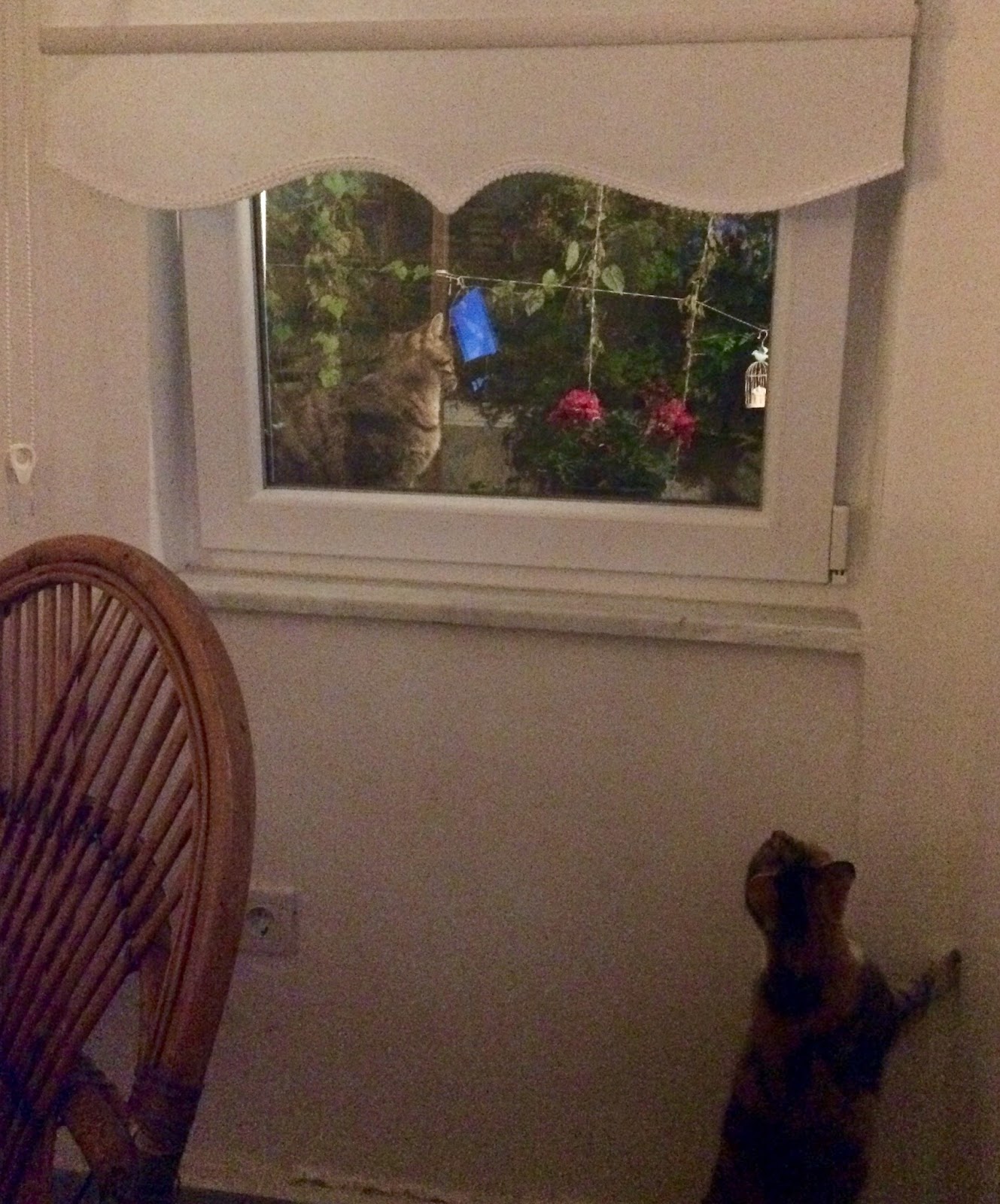 Ayvalıklı Kedi Fındık ve Sevimli Dostlar İKİ EVLİ FINDIK