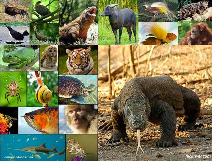  Keanekaragaman  Hayati Indonesia  Materi Lengkap Biologi 