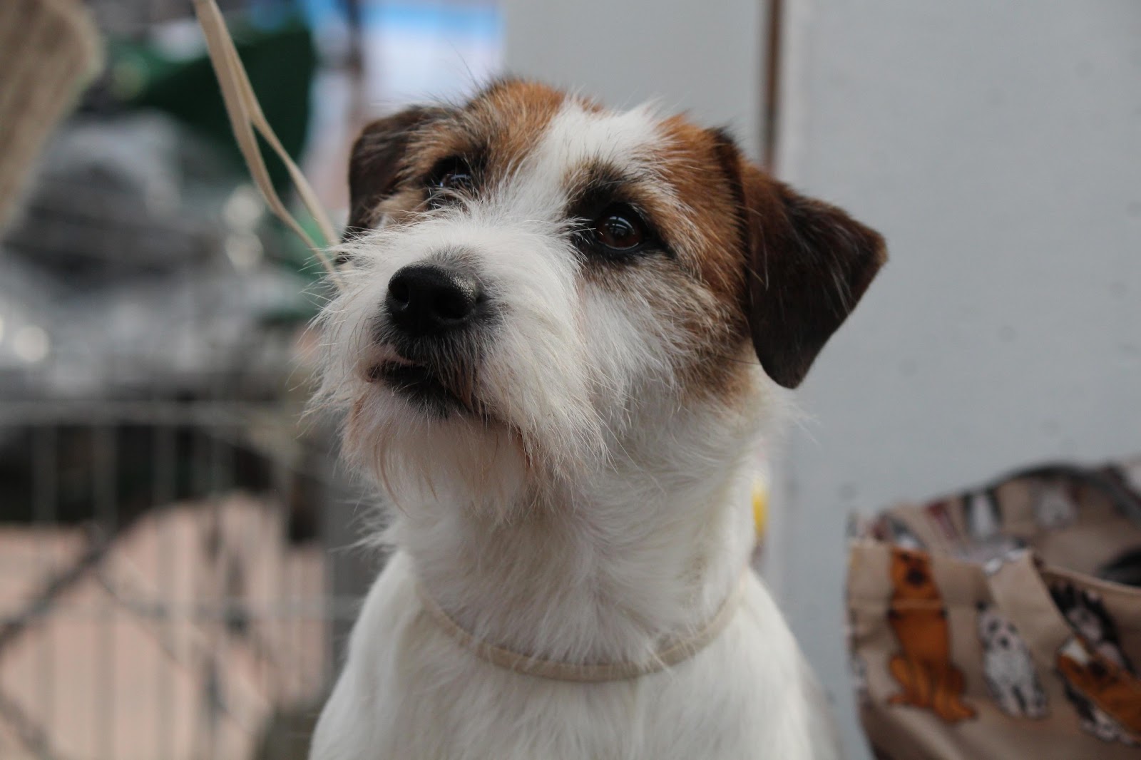 Foto Cuccioli Jack Russel