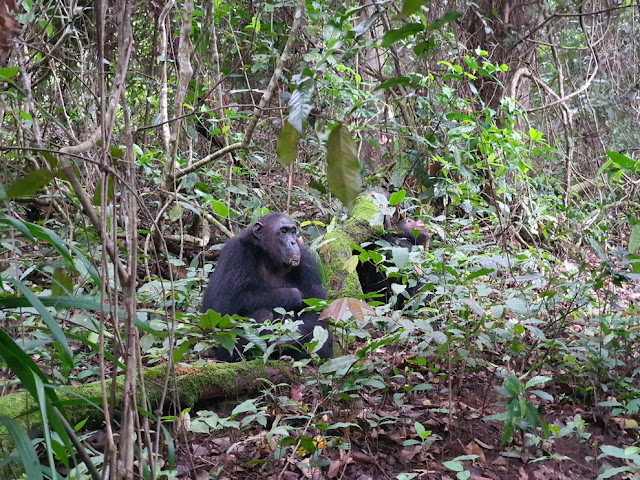 Mais macacos fofos o Safari esta tomando conta do pedaço a…