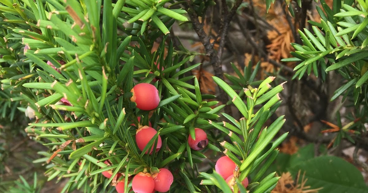 Princeton Nature Notes The Edible Aril of Yew