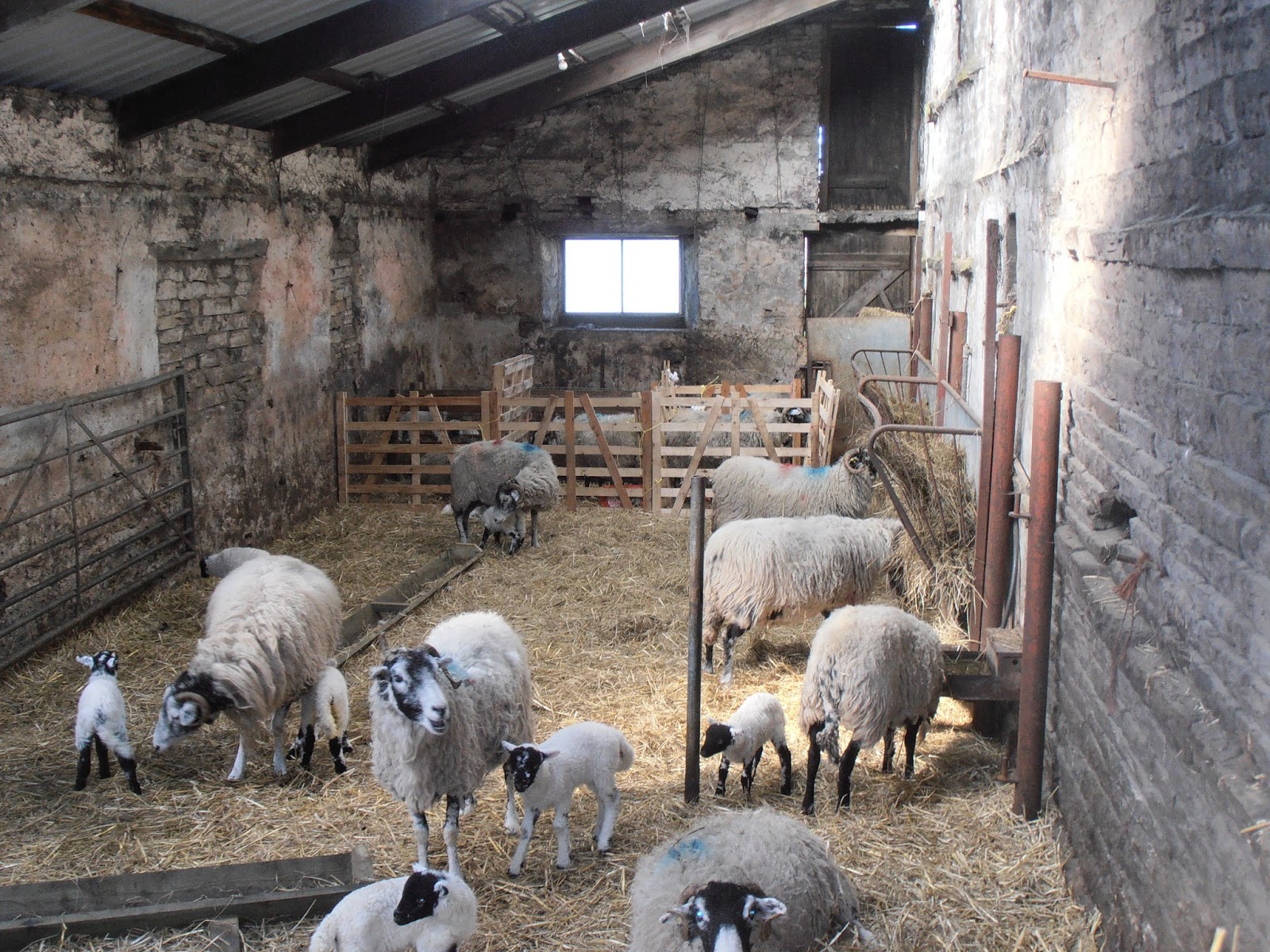 Pry House Farm www.upperswaledaleholidays.co.uk Pry House Lambing Sheds