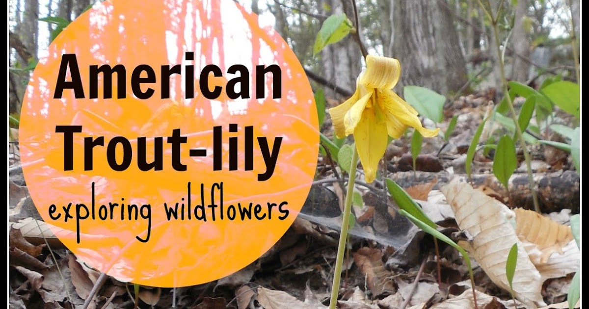 Share it! Science See it? Share it! American TroutLily