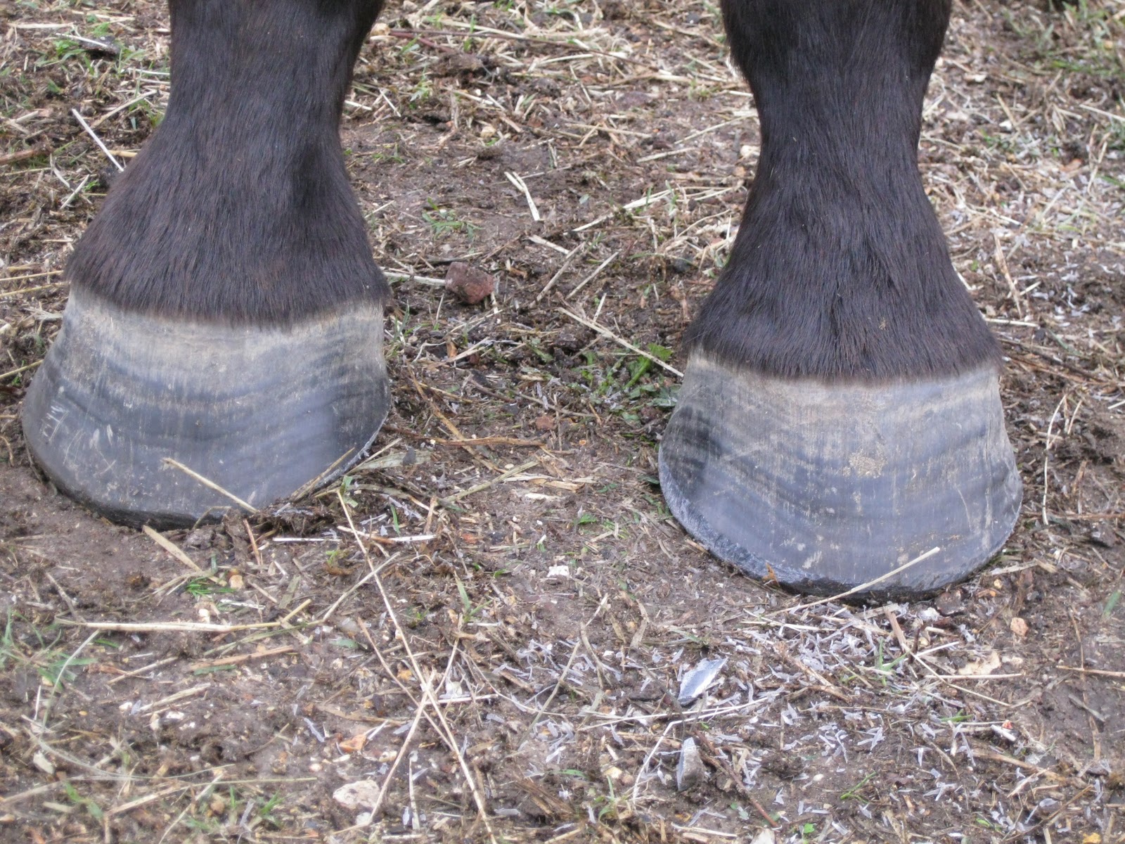 Fit To Continue No Hoof, No Horse