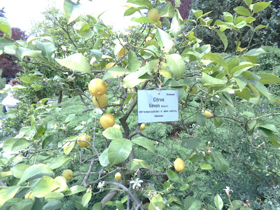 Pesticiden in citrusschillen