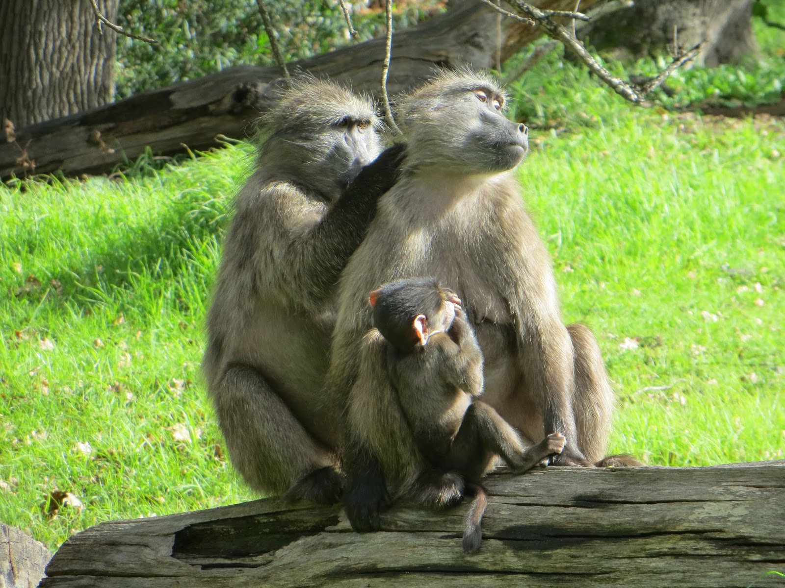 The Adventures of an Aspiring Primatologist: Chacma Baboon Behavior