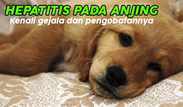 Penyakit Hepatitis pada Anjing dan Cara Mengobatinya - Obat Penyakit Anjing