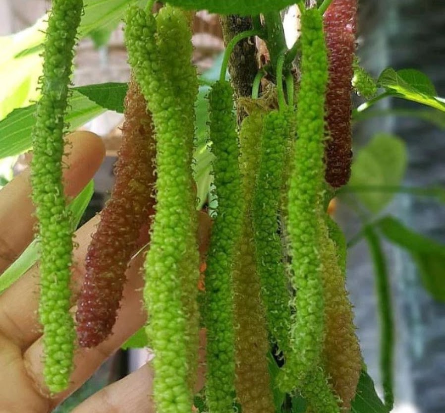 bibit buah long mulberry murbay murbai panjang daun besar bukan lokal hasil cangkok full akar tinggi Tebingtinggi
