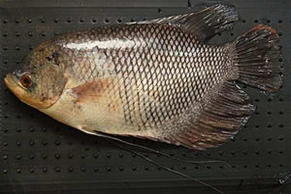 Gambar Ikan Gurame Soang, Porselen, Terbesar Termahal