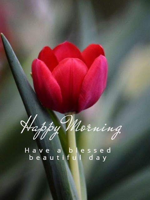 Good Morning flower Wishes Photos