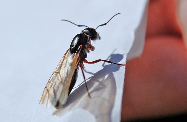 10 حقائق مثيرة عن النمل الطائر