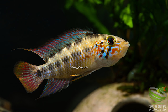 Apistogramma sp. D58