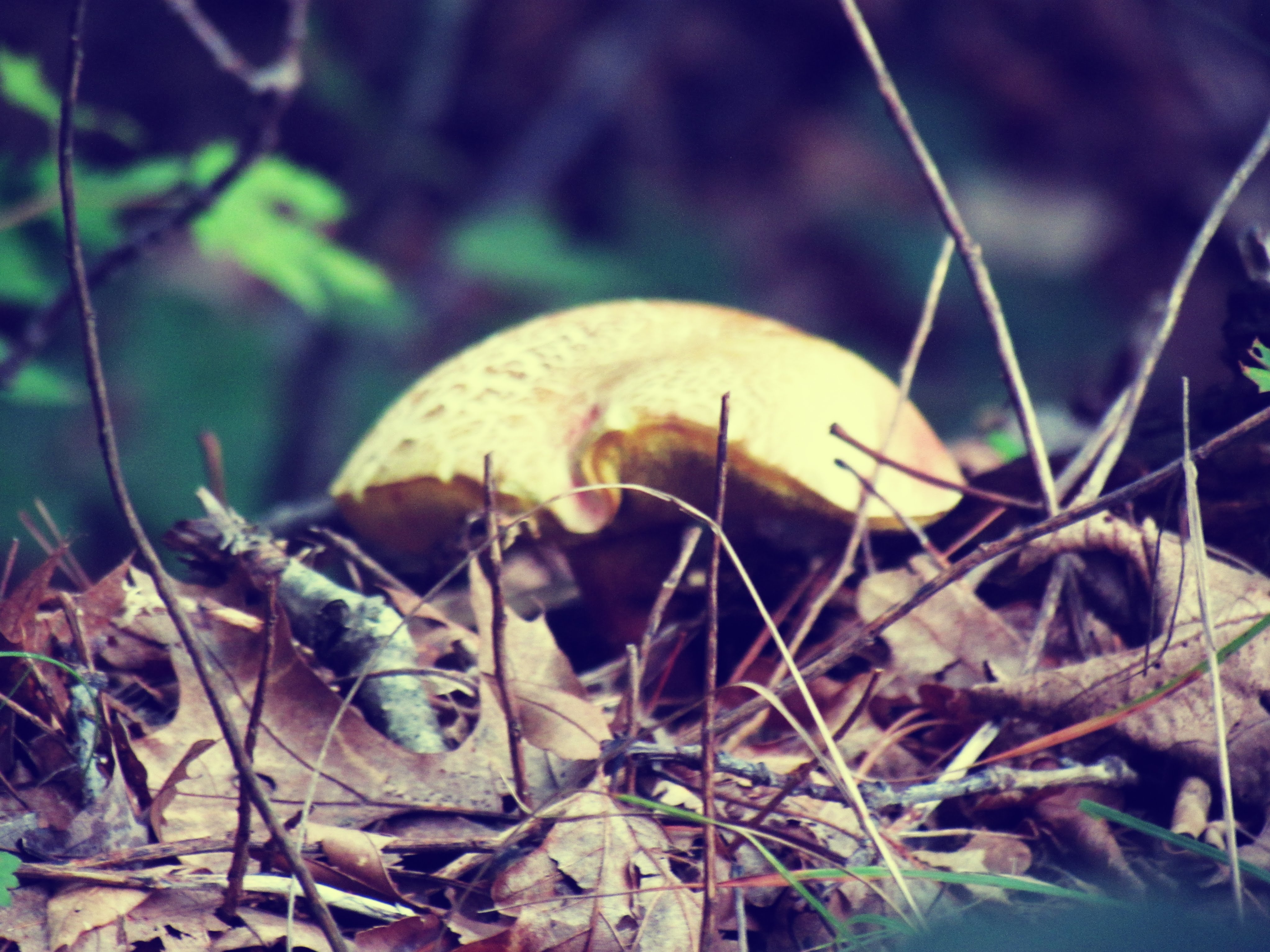 A mushroom in a woodland pine area in the forests of Rhode Island in the summer months