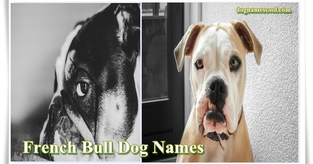 French Bulldog Names- The Perfect Name for Male and Female ...