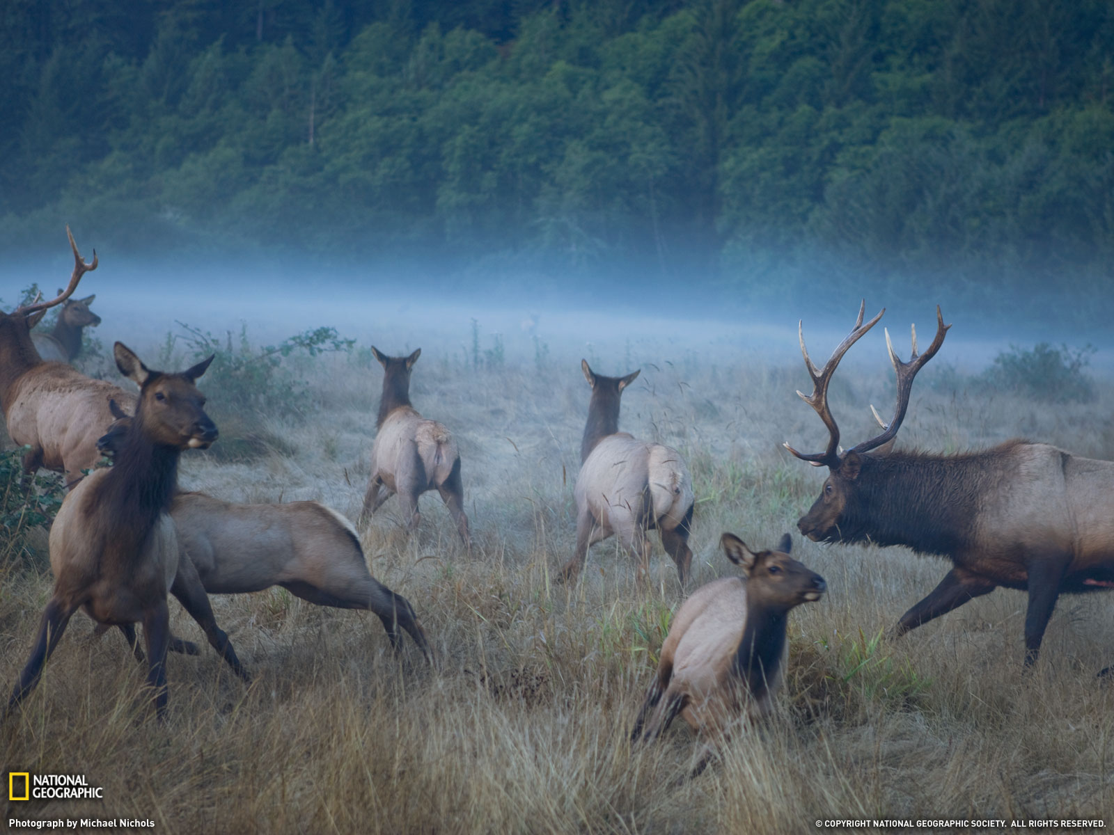 Free Wallpapers Blog: elk wallpapers