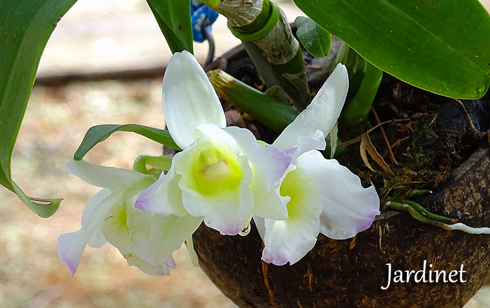 Como fazer as orquídeas dendrobium florirem - Jardinet