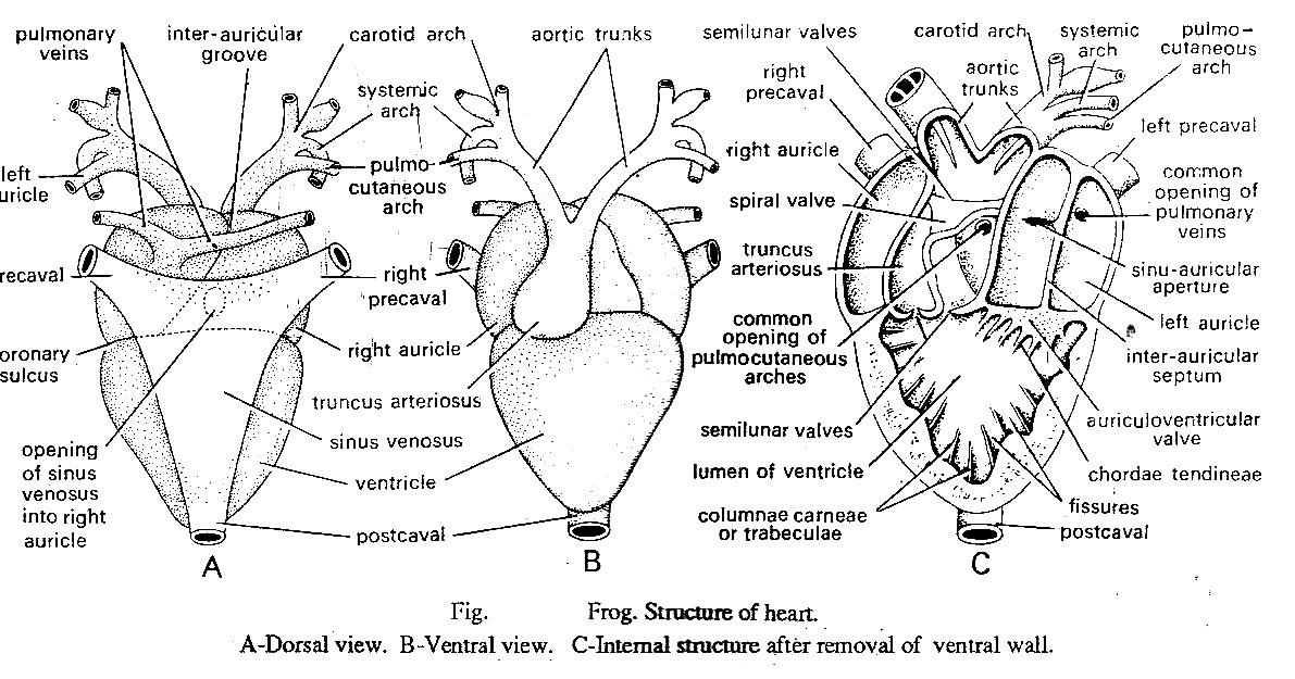 Zoology for higher secondary level: Frog: Blood-Vascular System