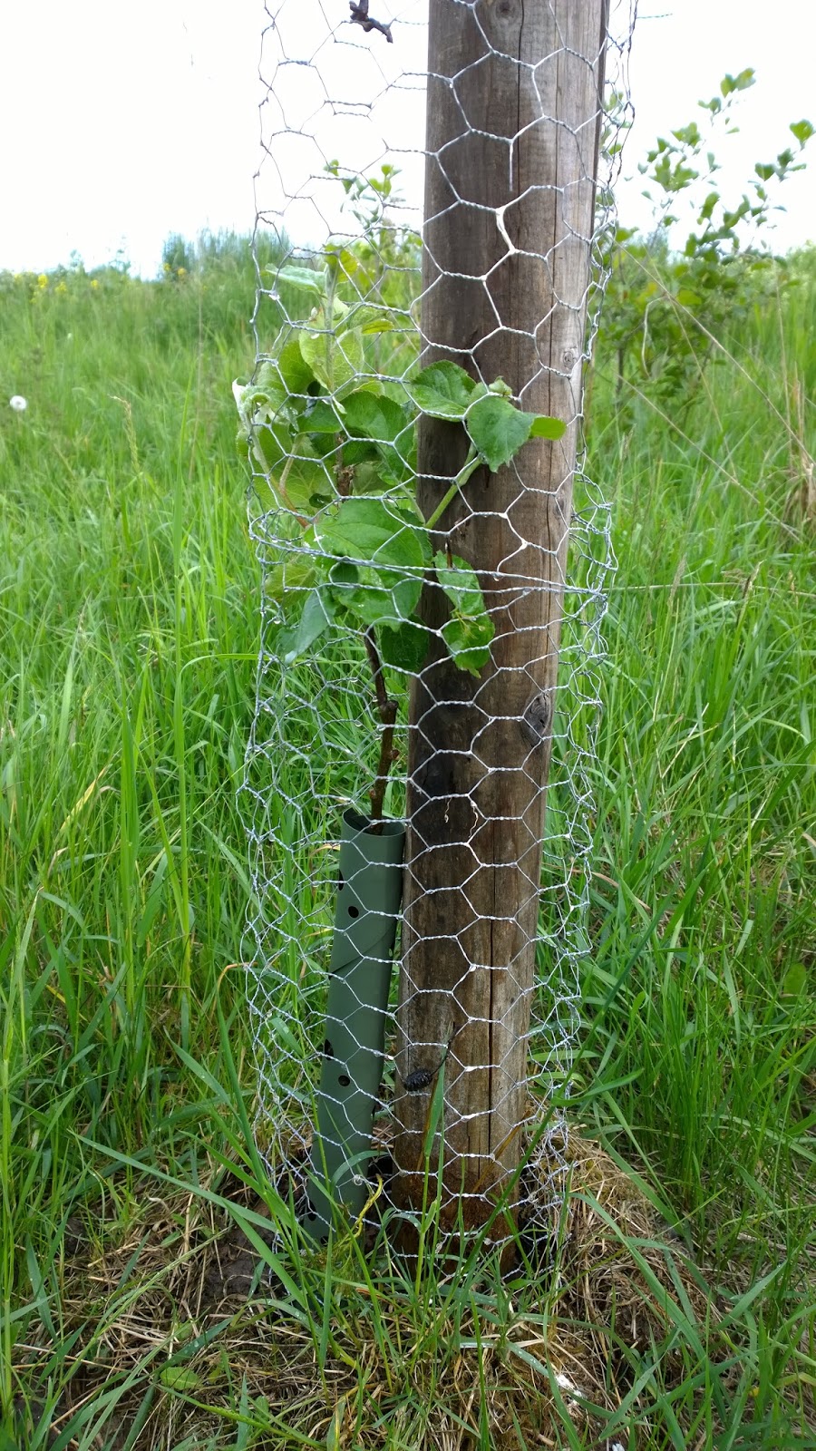 Achimsgarten - der Selbstversorger- und Garten-Blog