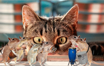 Resultado de imagem para gif de gatos e ratos