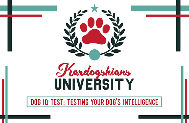 We Tested Our Dogs IQ, and Here is How We Did It