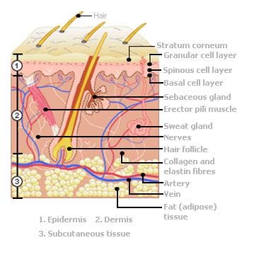 i am Ravissante (ravishingly beautiful)