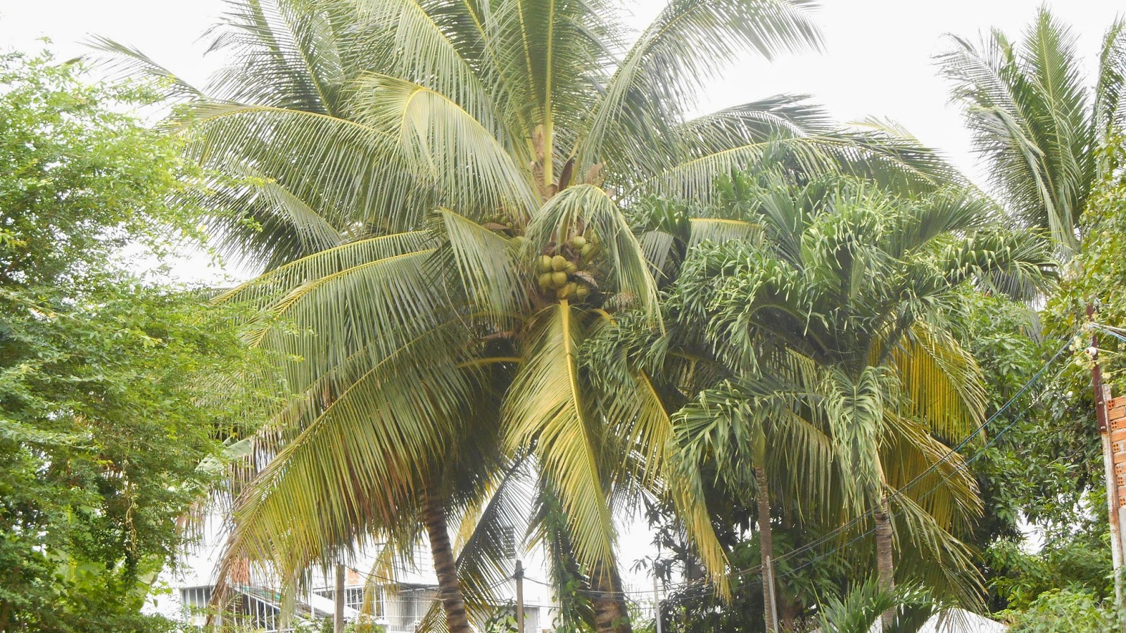 пальма кокосовая