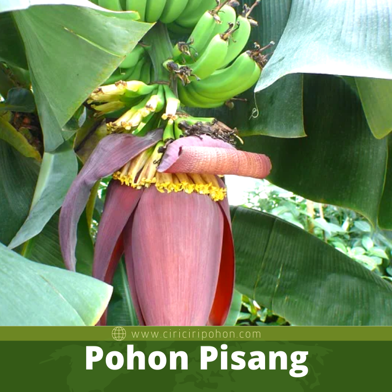 Pohon Pisang