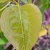 Pipal tree leaf - Significance of the tree