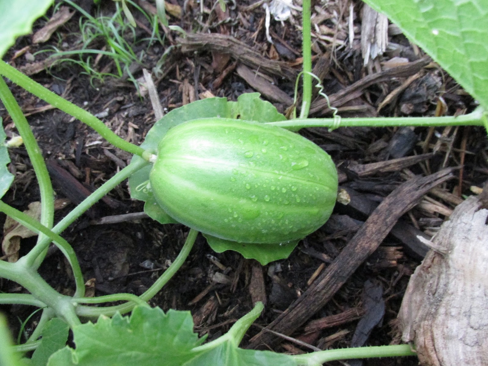 Kentucky Fried Garden Melons in the Pepper Bed and the Biggest Tomato