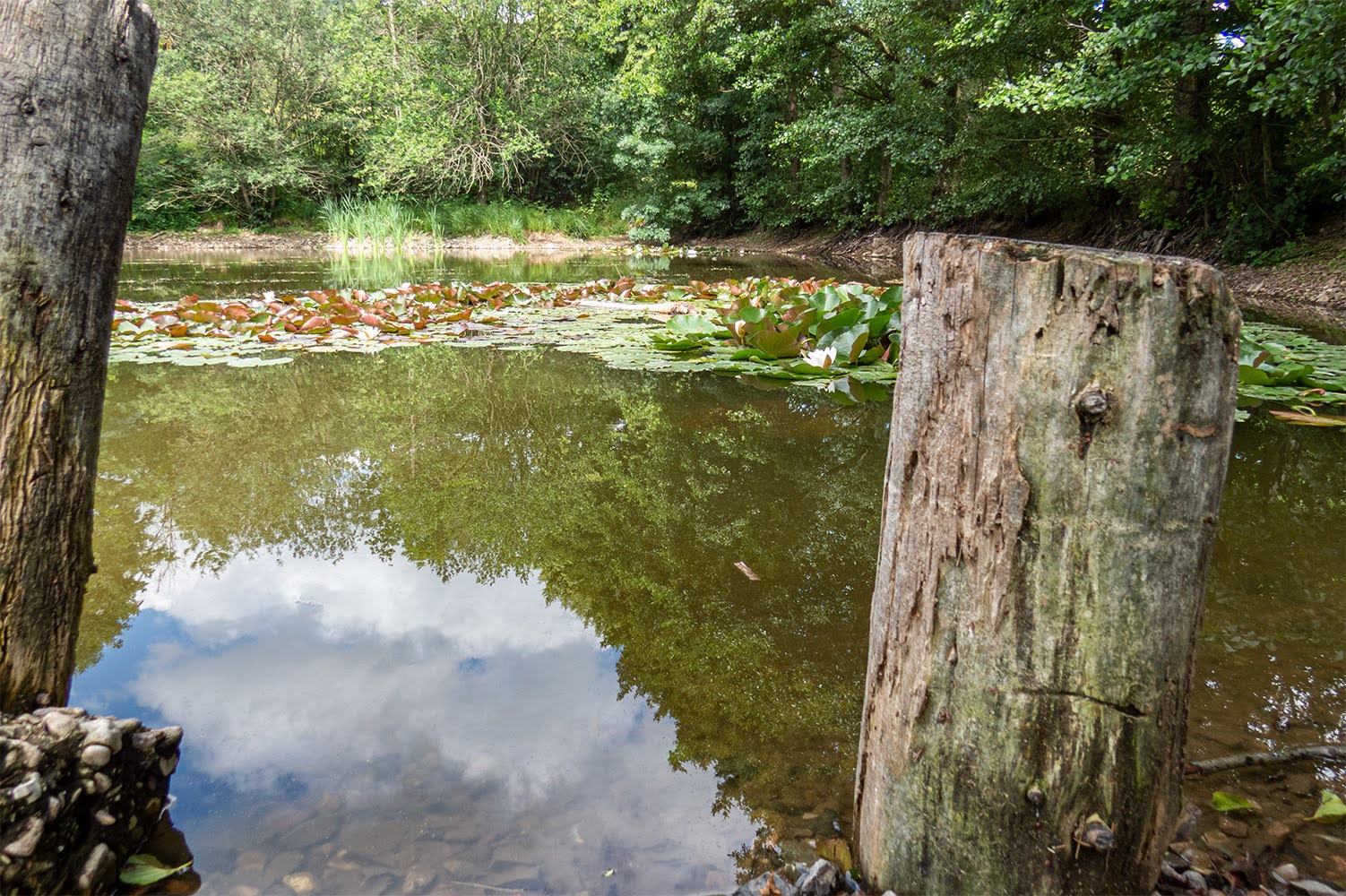 neuer Gartentraum Fotoblog Frankershäuser Karst Juni 2020