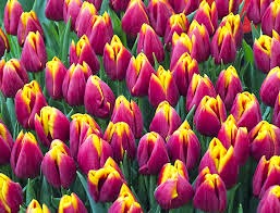 Share Knowledge Makna Bunga tulip Berdasarkan Warna 