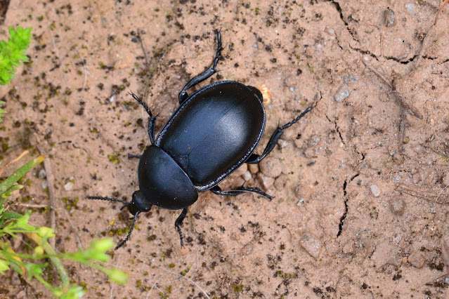 Ablattaria laevigata Ablattaria laevigata