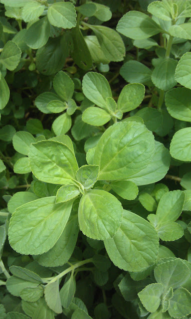MI TECHO VERDE: La Planta de Acetaminofen (Plectranthus MI TECHO VERDE: La Planta de Acetaminofen (Plectranthus