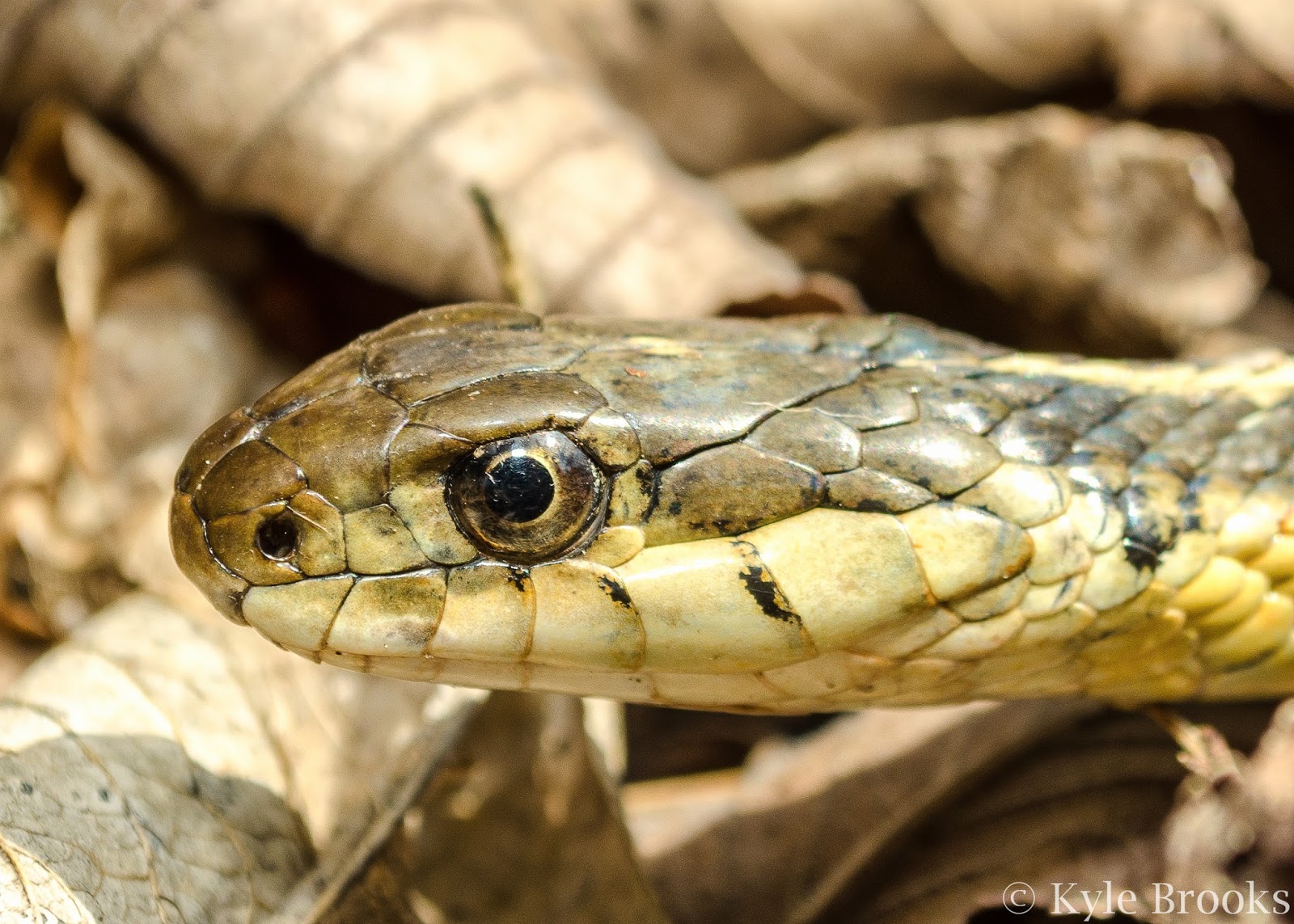 Is the gartersnake dangerous Is the gartersnake dangerous